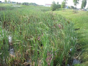 vegetation